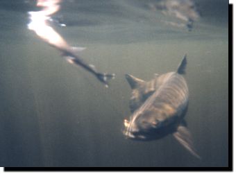 A large salmon shown underwater